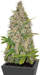 Berries & Cheese fem (Sumo Seeds)