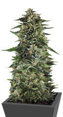 Bruce Banner #3 Fast fem (Original Sensible Seeds)