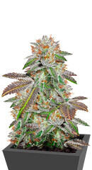 Bruce Banner #3 fem (Anesia Seeds)