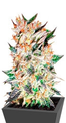 Delicious Candy Auto fem (Delicious Seeds)