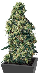 Dulce De Leche Auto fem (VIP seeds)