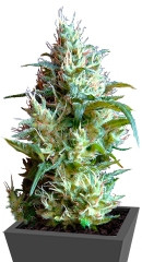 Flash Back #2 fem (Sweet Seeds)