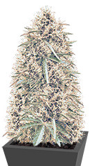 Northern Lights Auto fem (Vision Seeds)