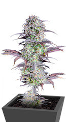 Original Blueberry Auto fem (FastBuds)