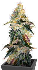 Purple Punch X Lemon Drizzle fem от Barney's Farm семена конопли