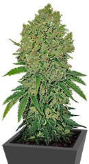 Prozack fem (Medical Seeds)