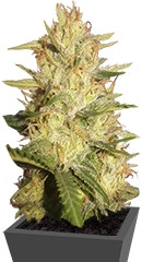 SexBud fem (Female Seeds)