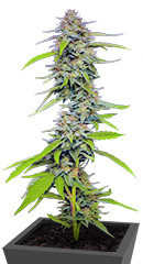 Strawberry Cheesecake Auto fem (Humboldt Seed Company) семена конопли