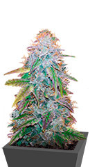 Watermelon Zkittlez fem (Pyramid Seeds)