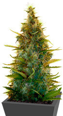 Lowryder Auto fem (Doctor’s Choiсe)