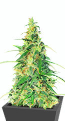 Apple Betty Auto fem (Herbies Seeds) семена конопли