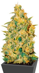 Critical Sensi Star fem (Delicious Seeds) семена конопли