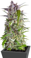 Crystal Candy Auto fem (Sweet Seeds)