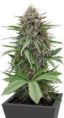 Critical Mass CBD fem (Dinafem Seeds)