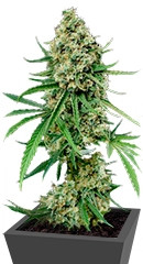 Critical + fem (Dinafem Seeds)