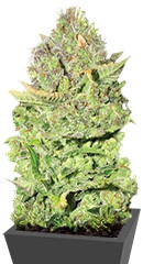 Devil Fruit fem (Medical Seeds)