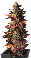 Gelato #45 fem (Barney's Farm) семена конопли