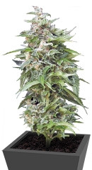 Haze Gom auto fem (Grass-O-Matic)