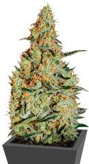 New's Haze fem (Bulk Seed Bank)