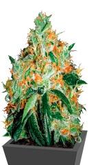 Original Orange Bud fem (Bulk Seed Bank)