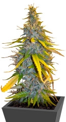 S.A.D. Sweet Afgani Delicious F1 Fast Version fem (Sweet Seeds)