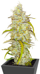 Black Herer Autoflower fem (Easy Grow Seeds)