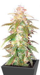 Quarter Pounder Autoflower fem (Easy Grow Seeds) семена конопли