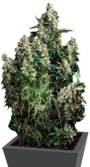 Auto Tutankhamon fem (Pyramid Seeds)