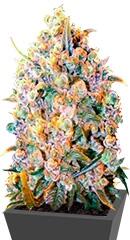 Bigger Bud fem (Bulk Seed Bank)