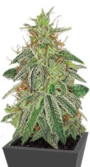 Blue Mammoth Auto fem (Barney's Farm)