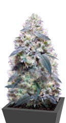 Bona Dea CBD+ fem (Vision Seeds)
