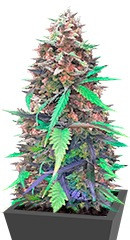 Chocolate Orange Auto fem (Dr. Krippling Seeds) семена конопли