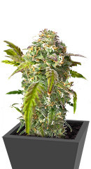 Fruit Gum fem (UKHTA)