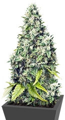 Grapefruit fem (Female Seeds)