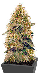 La Blanca Gold fem (Vision Seeds)