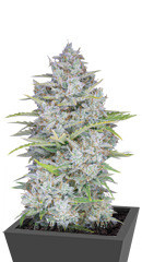 Orange Sherbet Auto fem (FastBuds) семена конопли