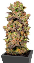 Pink Plant fem (Eva Seeds)