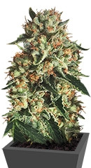 Sapphire OG fem (Humboldt Seed Organization)