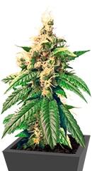 Skunk Kush regular (Sensi Seeds)