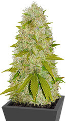 Super Skunk fem (Vision Seeds)