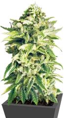 A-Train regular (TH Seeds)