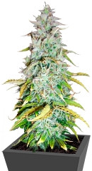 Amnesia Haze Automatic fem (RQS)