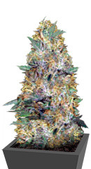 Auto Caramelino fem (Victory Seeds)