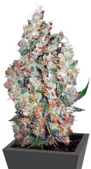 Auto Belaya Gvardiya fem (Dutch Passion)