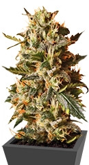 Bubblegum XL fem (RQS)