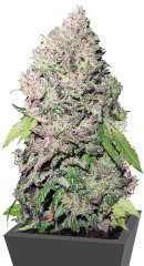 CBD Charlotte’s Angel fem (Dutch Passion)