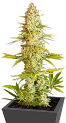 Critical Jack fem (Dinafem Seeds)