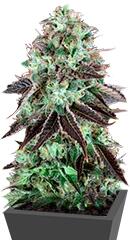 DarkStar Kush fem (TH Seeds)