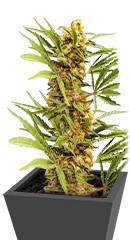 Dozy Cake fem (AlphaFem Seeds)