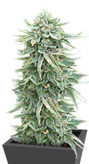 Dozy Doz fem (AlphaFem Seeds) семена конопли